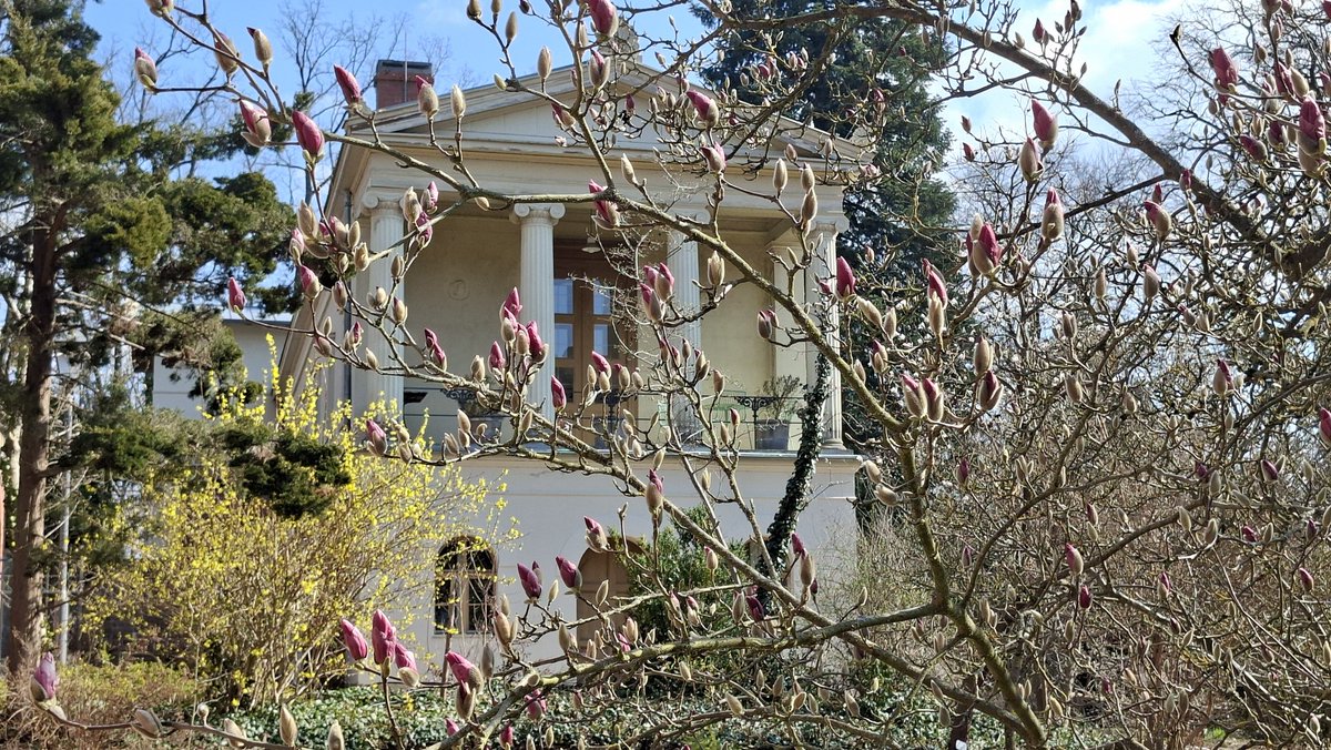 Yvonnchen10's tweet photo. Die Magnolien fangen ganz zart an zu Blühen, wie hier am Hofgärtnerhaus im Botanischen Garten.
#Sanssouci 
#Potsdam https://t.co/uc9obBtBuz