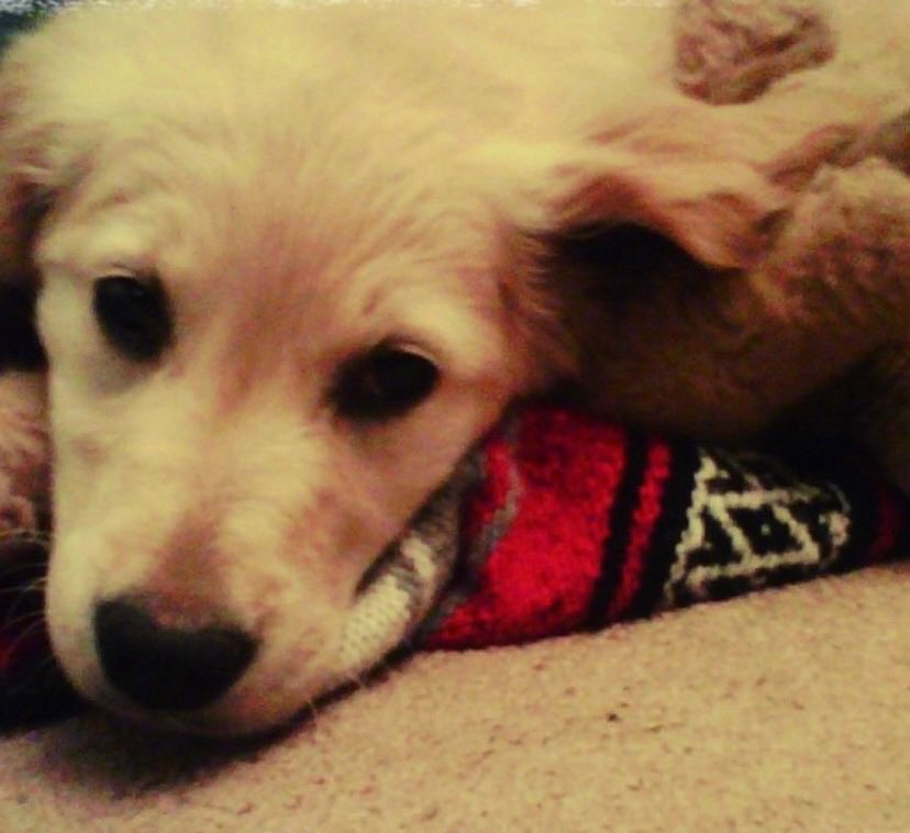 Solly & Yossi tweet media