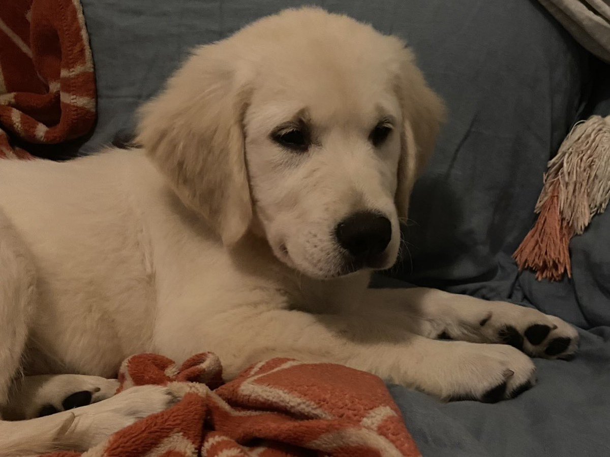 Solly & Yossi tweet media