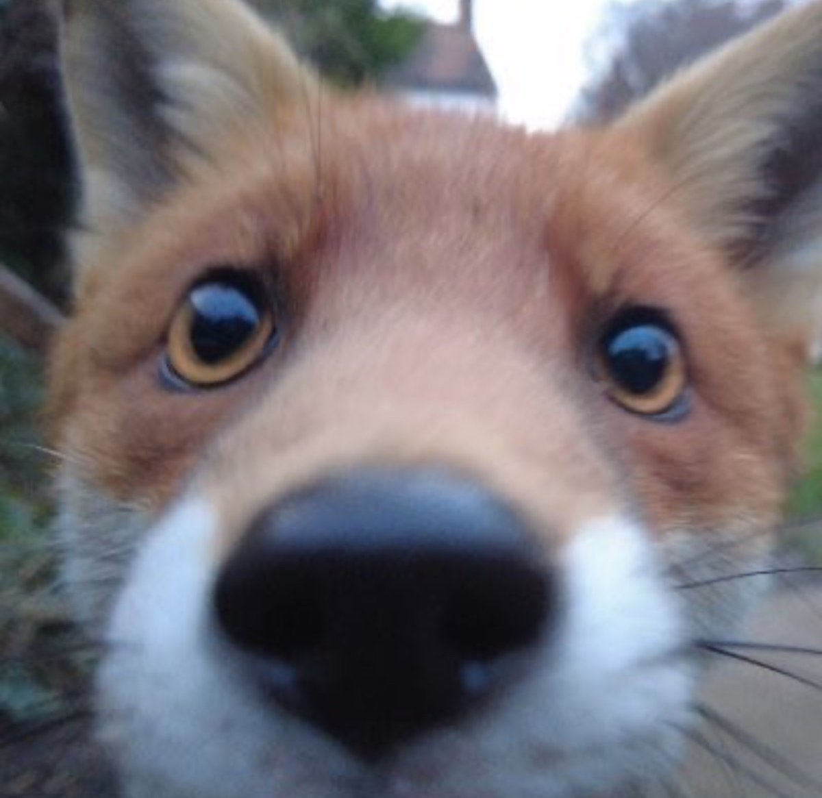 Awen 🟨⬜️🟪⬛️ tweet media