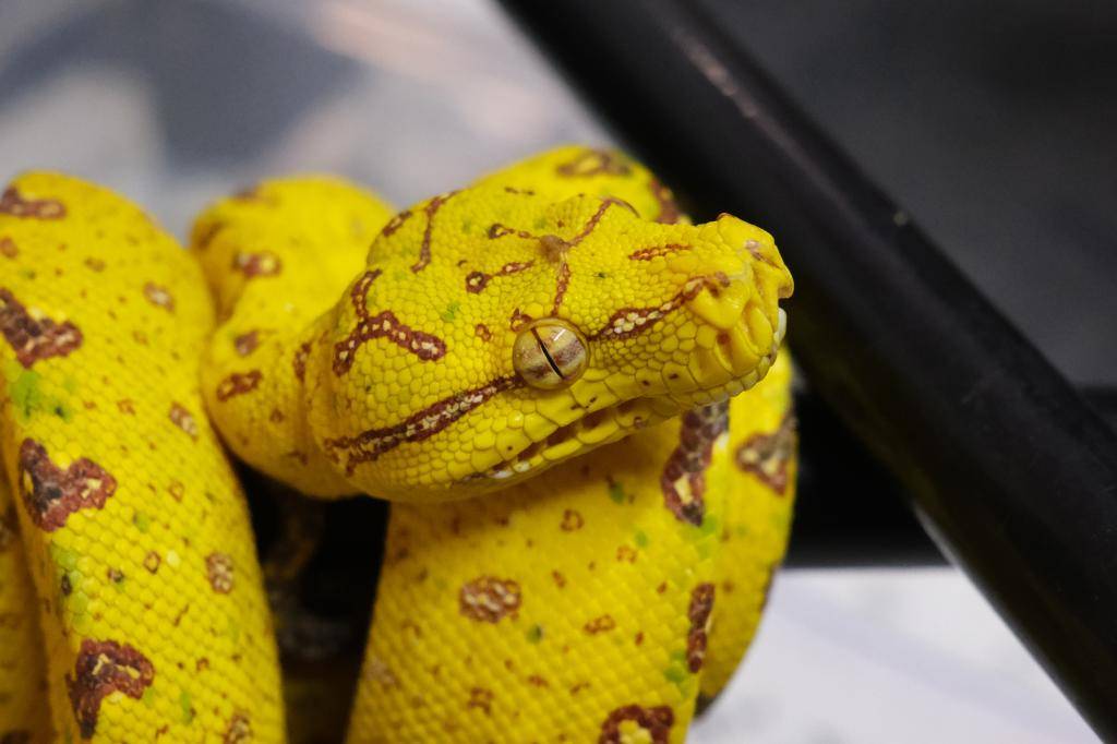 爬虫類ショップ アライブ(aLiVe) tweet media