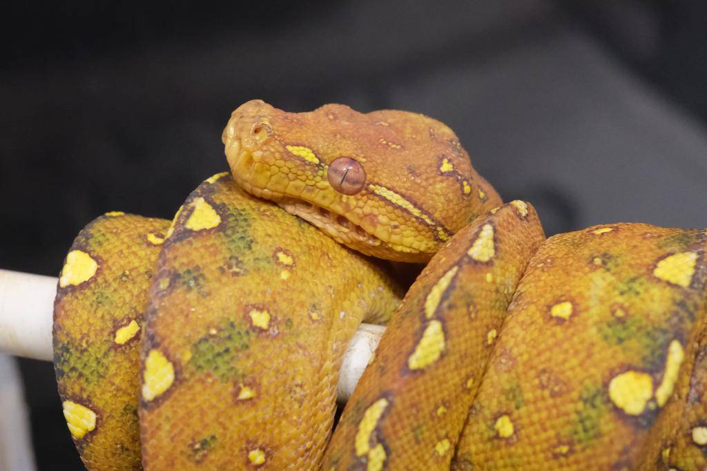 爬虫類ショップ アライブ(aLiVe) tweet media