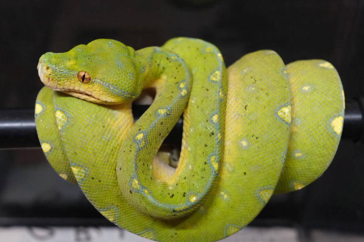 爬虫類ショップ アライブ(aLiVe) tweet media