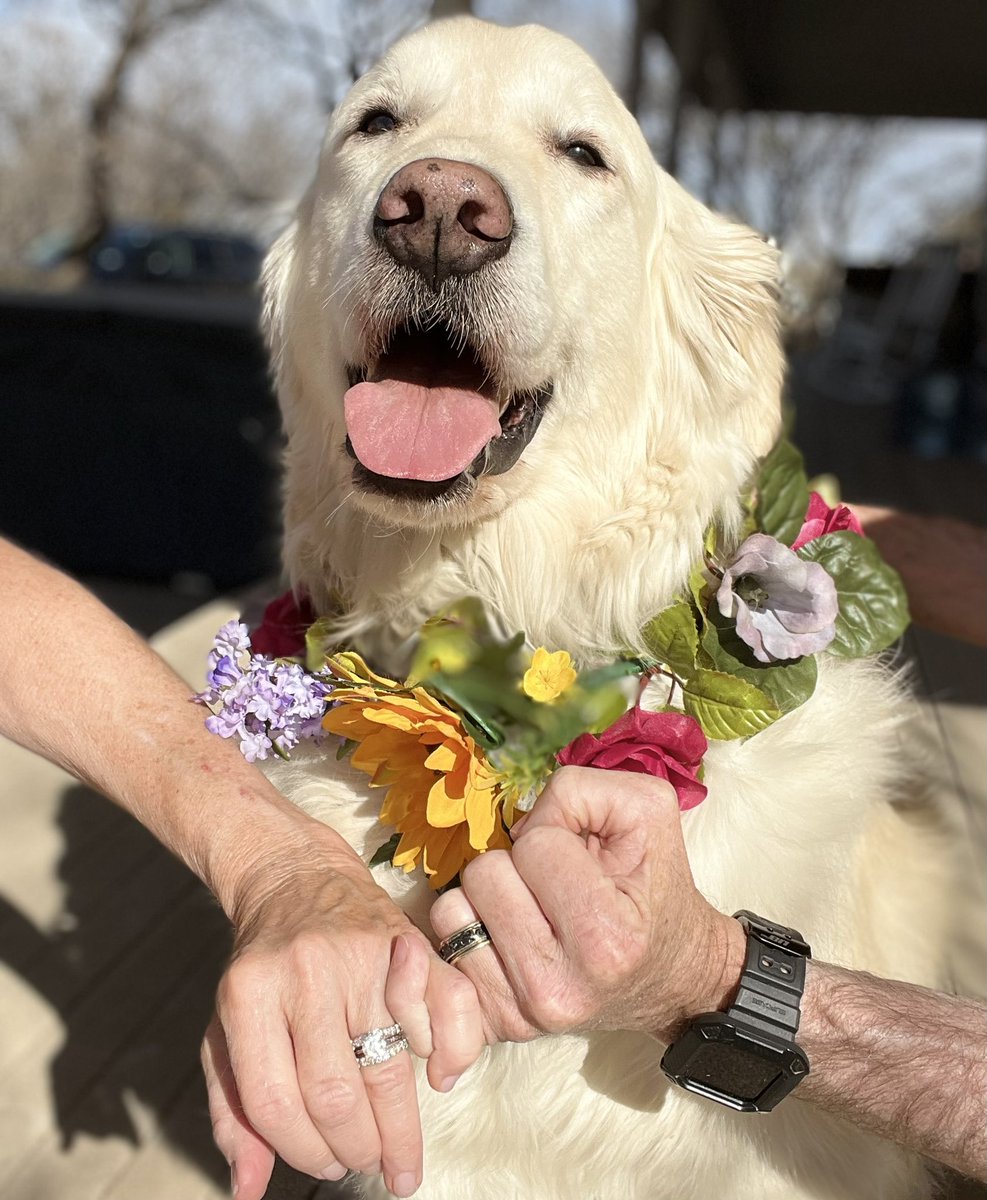 Sampson the Service Dog tweet media