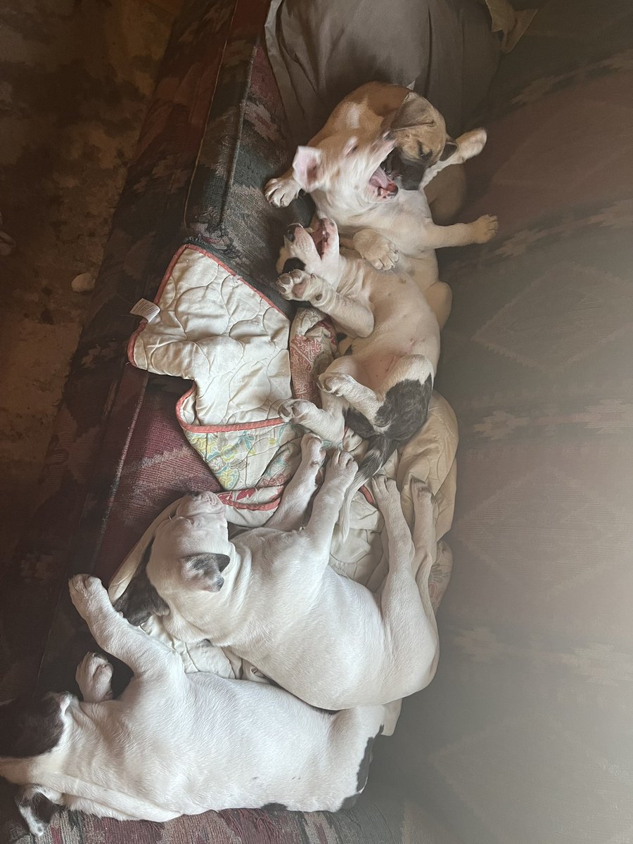 Big Chief Energy tweet media