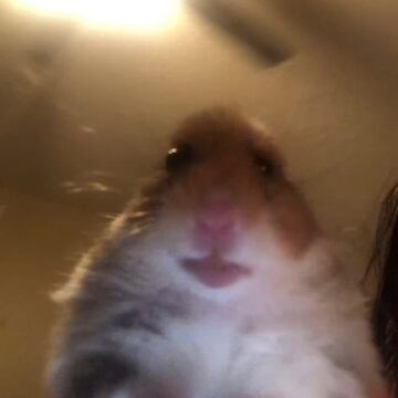 Langostinaje Mequetrefe tweet media