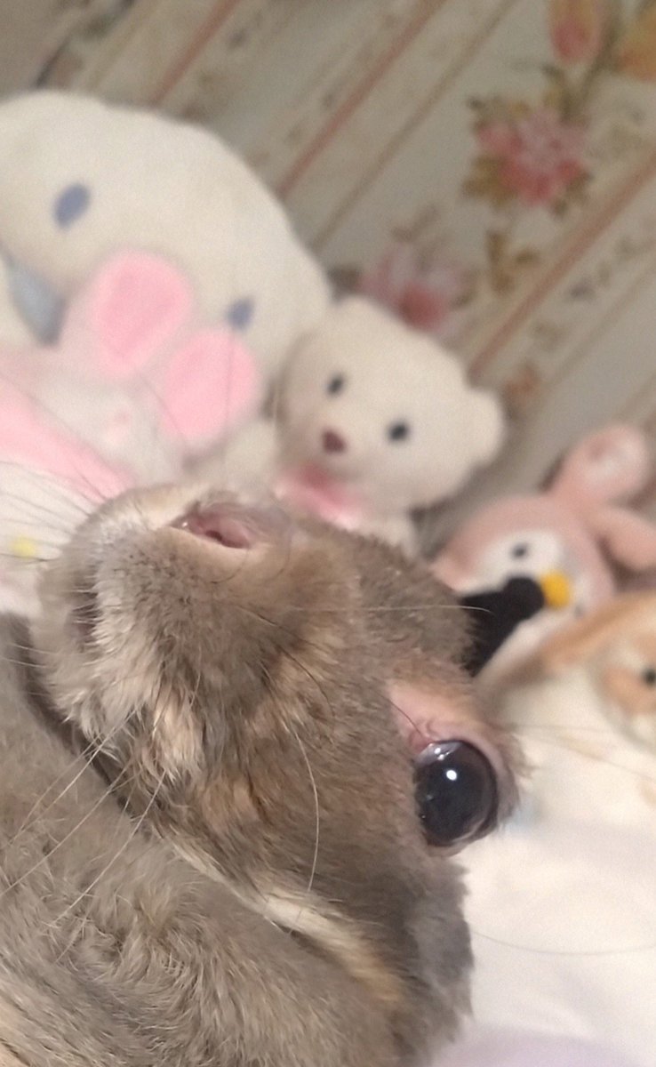 cyoko kinako(うさぎ🐰のチョコちゃん) tweet media