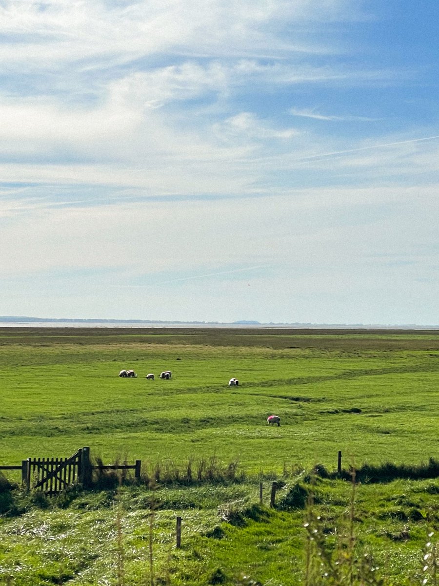 쵼 메루메루 tweet media