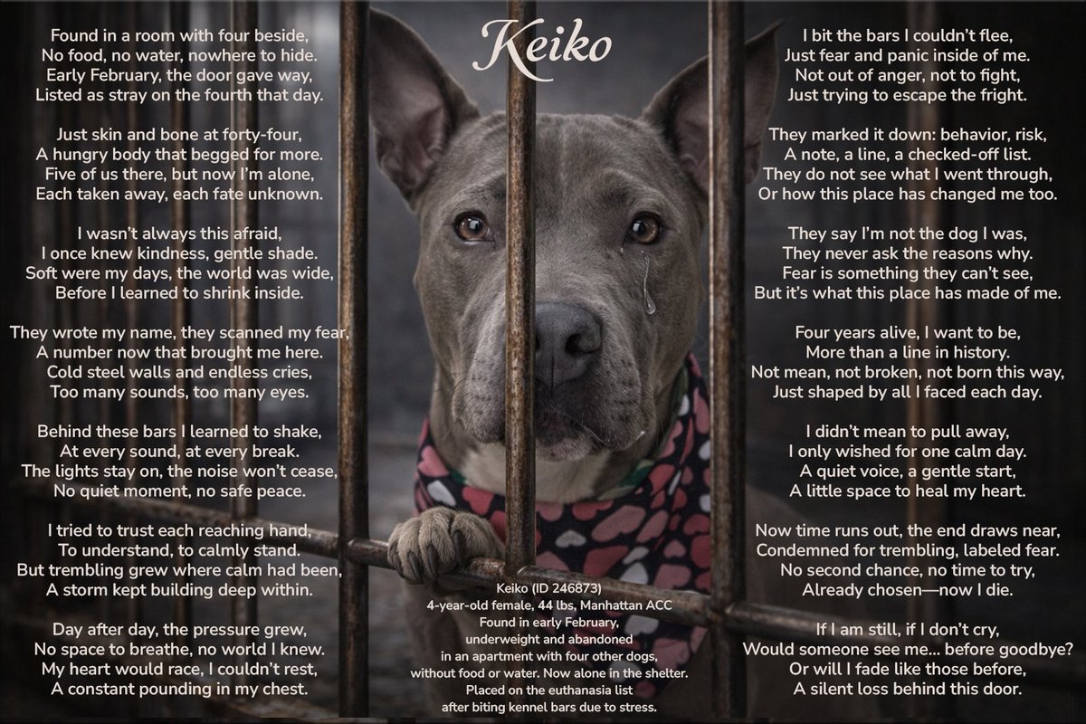MSC1111's tweet image. Save Keiko #246873 4yo girl Manhattan 44 lbs
🚨Kill listed for biting bars💉
  
🎵Keiko's song: No more time:
suno.com/s/gfXMstPiZrPR…

@Gothamist @ABC7NY @NBCNewYork @CBSNewYork @FOX5NY @NYDailyNews #ChooseMe #NoMoreTime