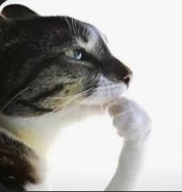 EliMC_11 tweet media