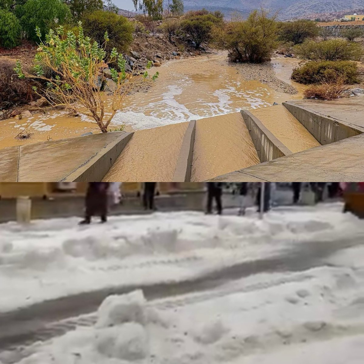 أخبار السعودية tweet media