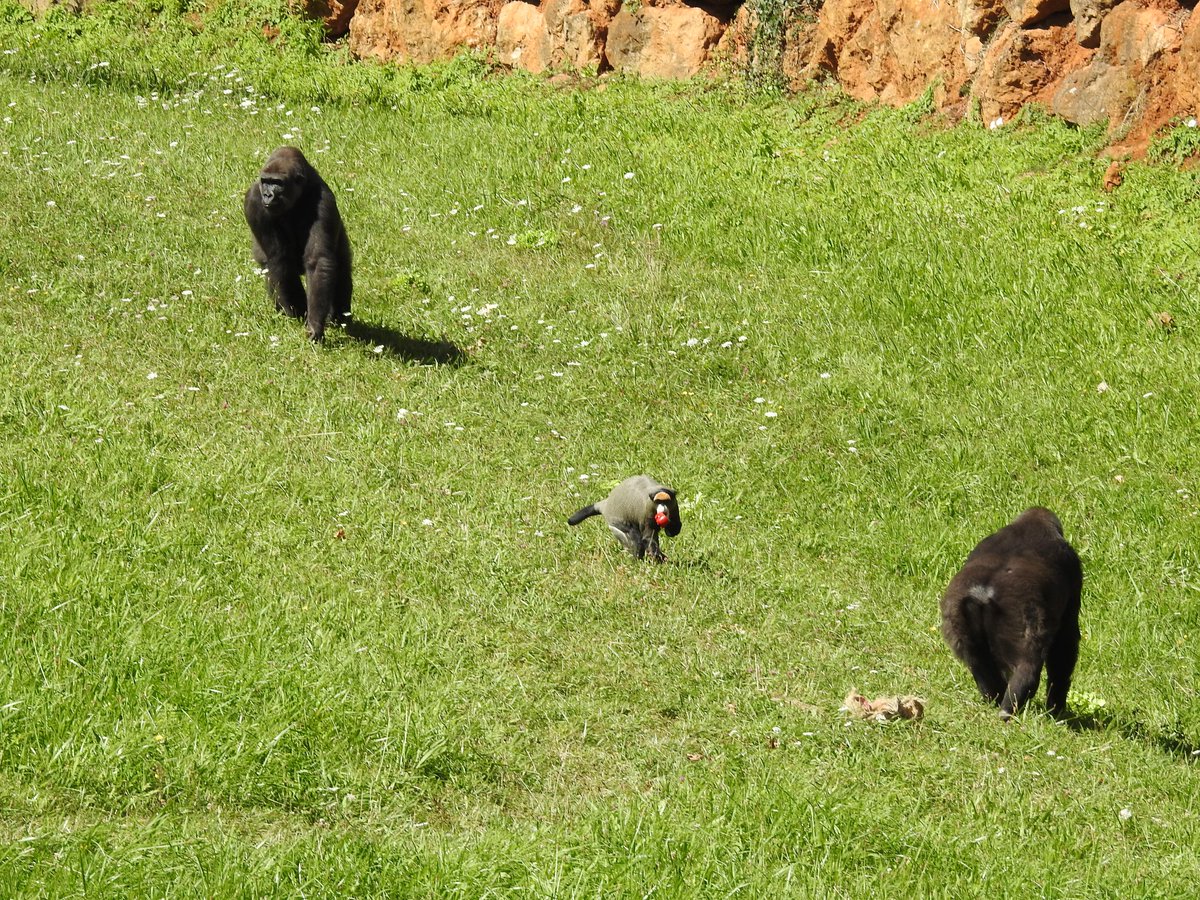 Parque de Cabárceno tweet media