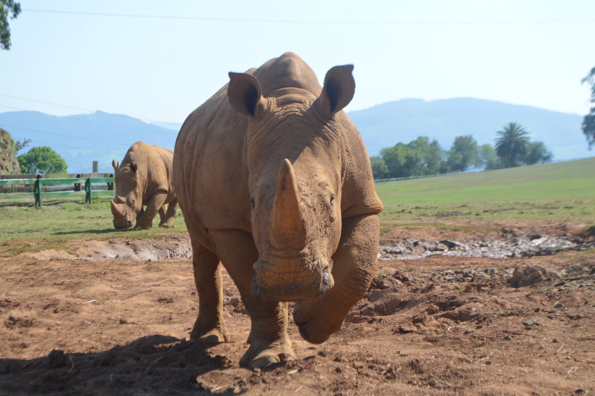 Parque de Cabárceno tweet media
