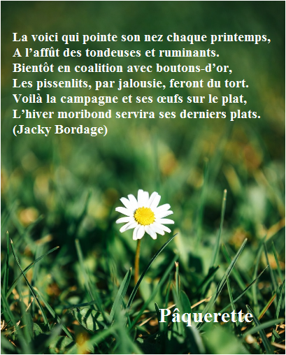 opppinions's tweet photo. La voici qui pointe son nez chaque printemps, 🌼
A l’affût des tondeuses et ruminants.
Bientôt en coalition avec boutons-d’or,
Les pissenlits, par jalousie, feront du tort.
Voilà la campagne et ses œufs sur le plat,
L’hiver moribond servira ses derniers plats.
📸 La pâquerette https://t.co/a0lgVxRjtv