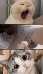 网闻传骚 tweet media