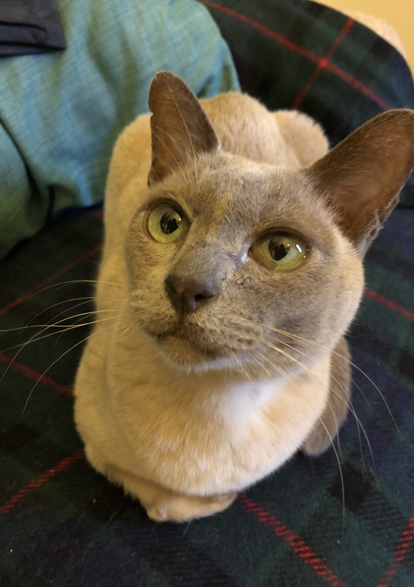 Gonzo the Cat tweet media