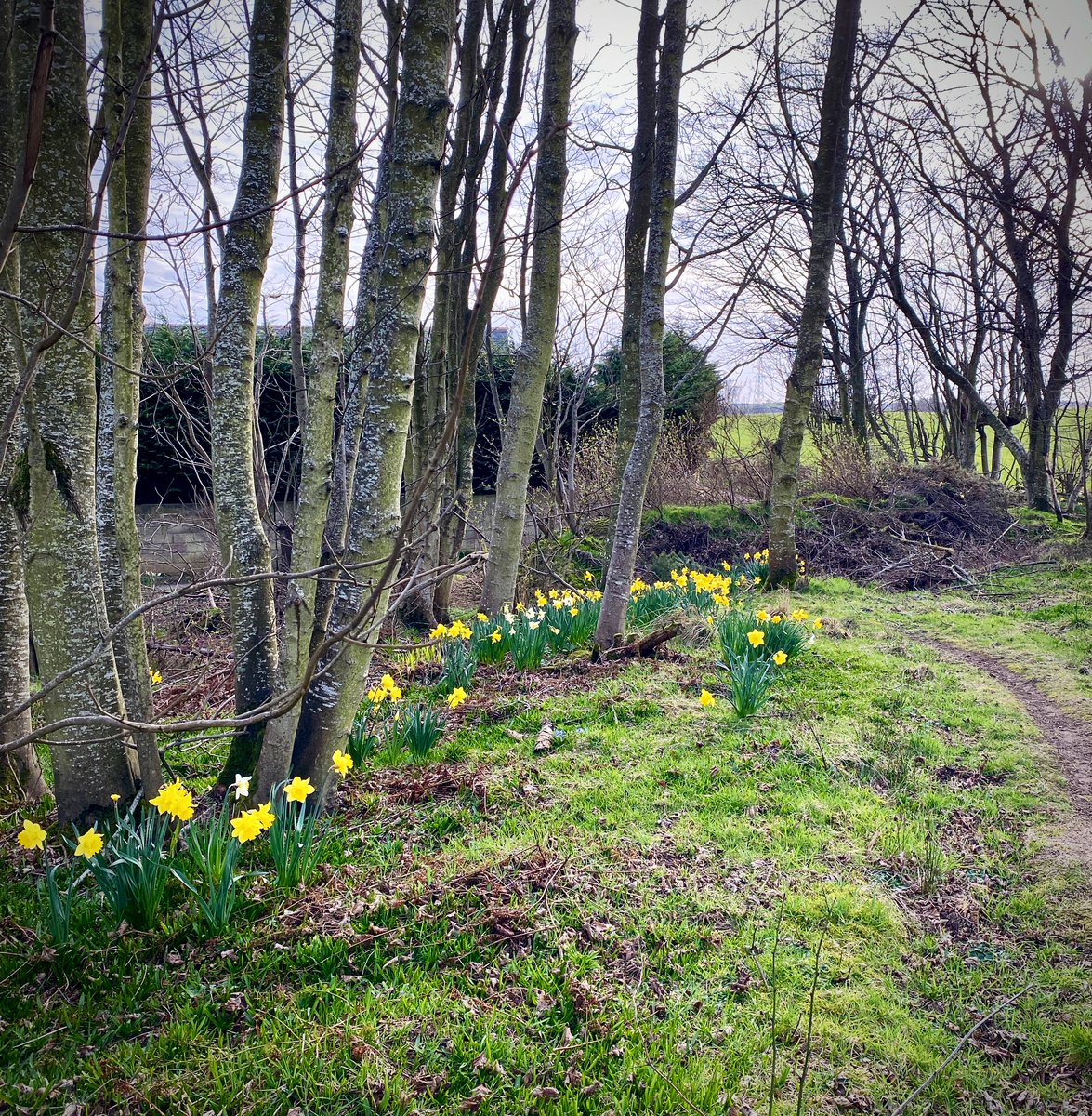 Daffodil pathway. #Scotland