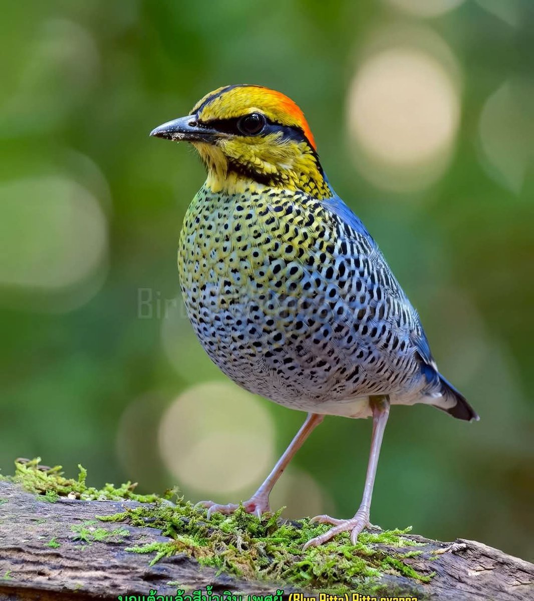 Jim Reaper 🇮🇪🇹🇭 tweet media