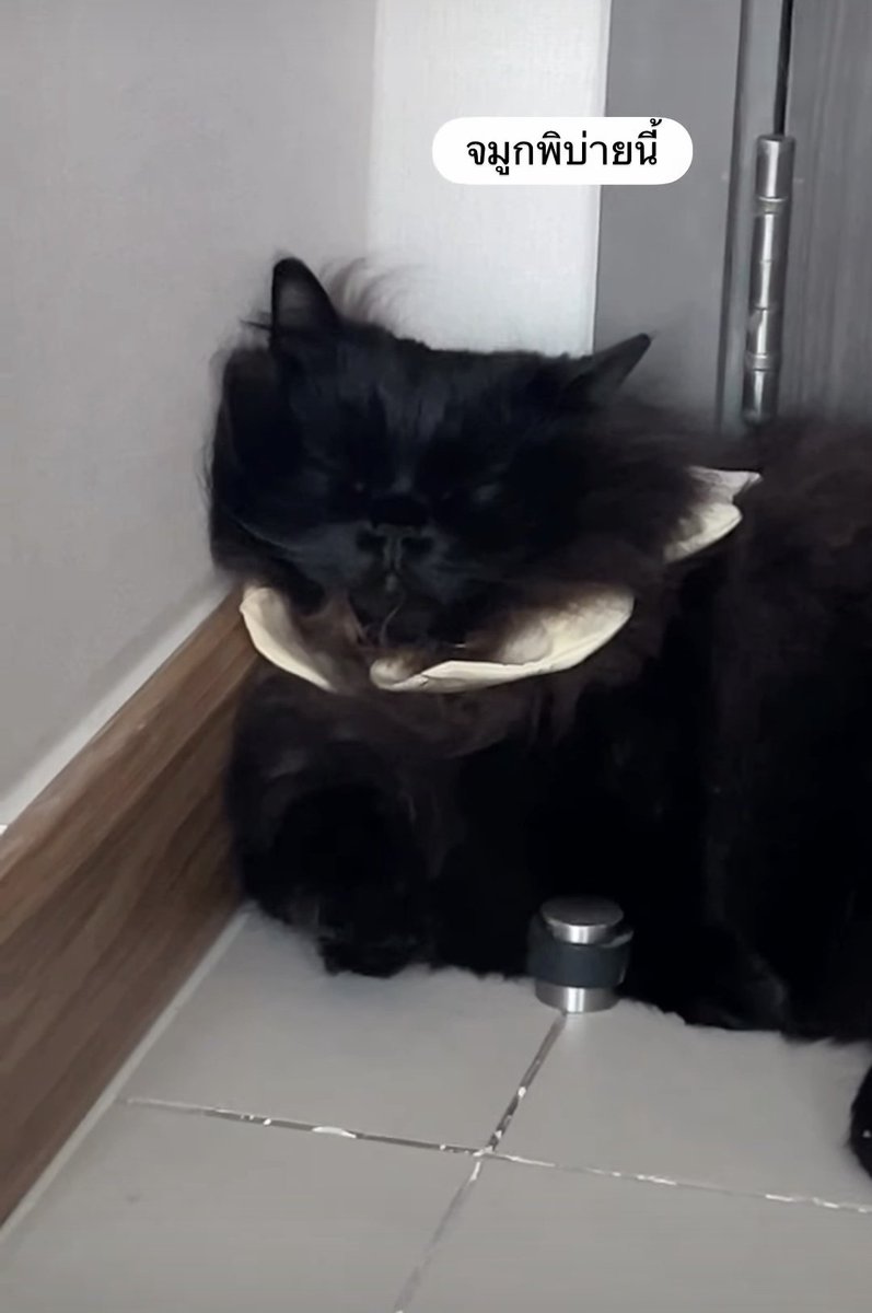 🍎APP🍎 tweet media