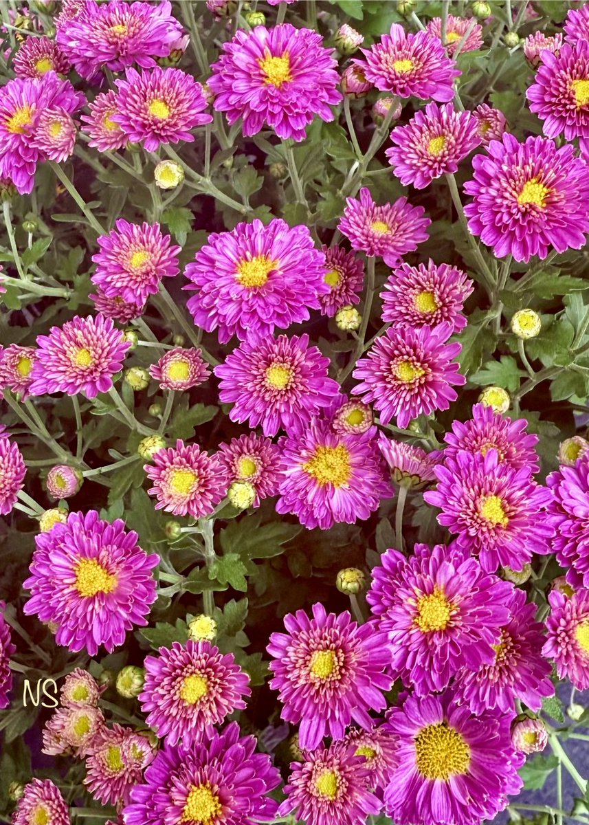 💃NS💃🇺🇸🕊 tweet media