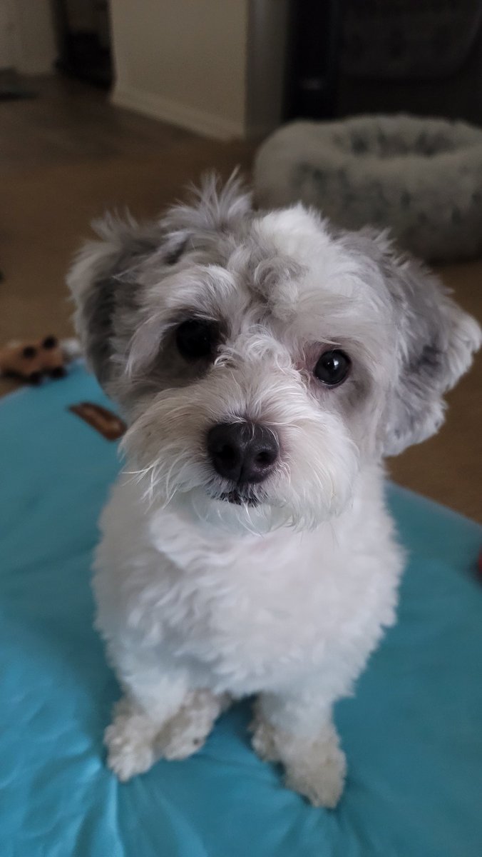 ꉔнєяиαуα ꒦∂σνα | Parody tweet media