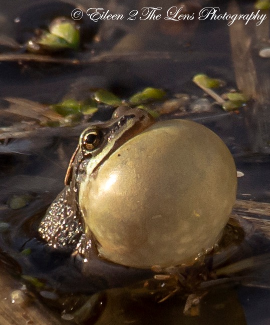 WildlifeofDay's tweet image. Chorus frog.
(Photo courtesy of Eileen Capodice)
#frogs #NaturePhotography #wildlife #nature