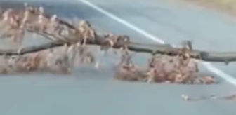 Emerald Apple tweet media