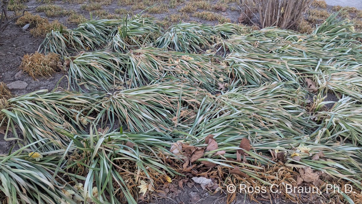 K-State's Turf and Landscape Management Team tweet media