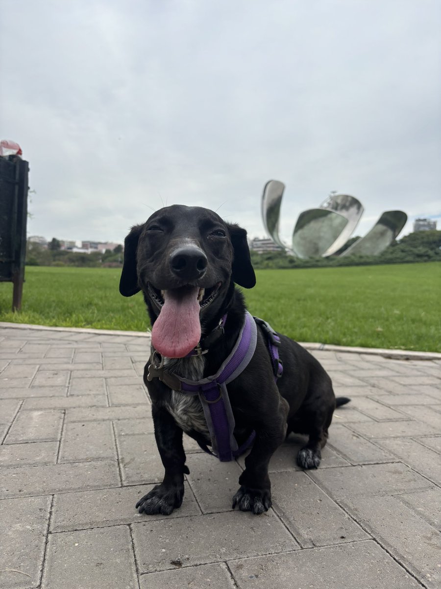 Red Mamba tweet media