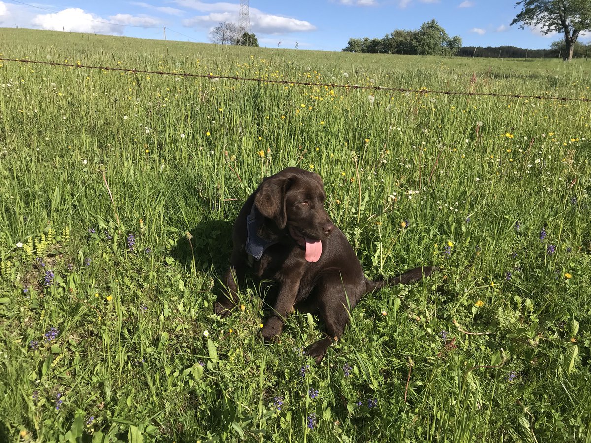 Leo+Giacomo 🐕🧑‍🦳🐶 tweet media