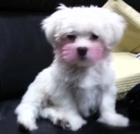 팥찐빵 찌는 중 👩🏻‍🍳💭 tweet media