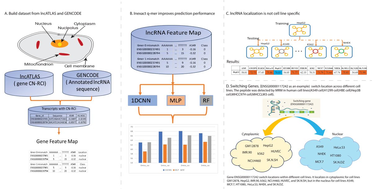 Non-Coding RNA tweet media