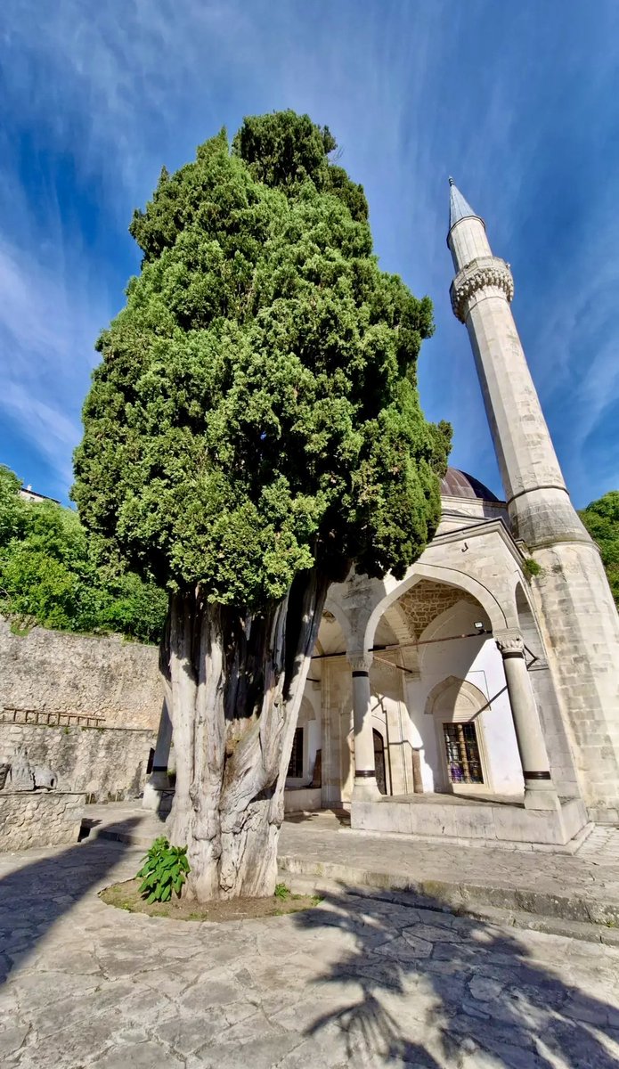 Browski🇧🇦🇹🇷 tweet media