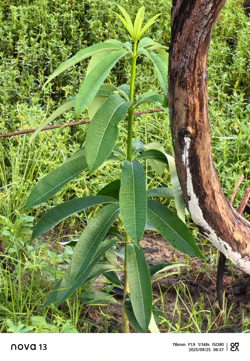 benito mejorada luna tweet media