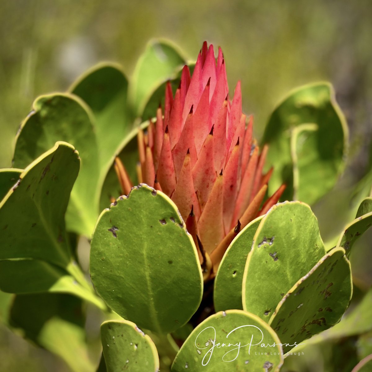 JennyPaPB's tweet image. A king in the making! Protea cynaroides bud radiant against the green leaves. Our national flower about to show off…

Autumn in the fynbos is a magical time...

#proteacynaroides #kingprotea #fynbos #capefloralkingdom  #urbannaturalist