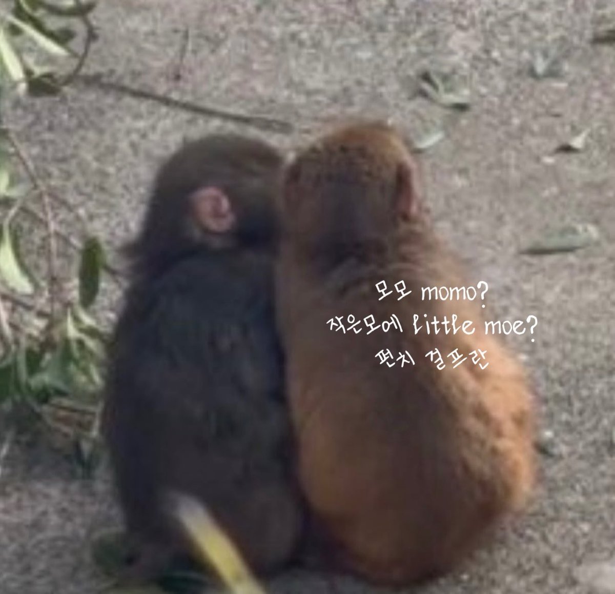 폭닥봉이☁️ tweet media