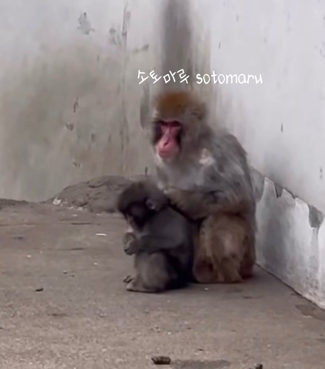 폭닥봉이☁️ tweet media