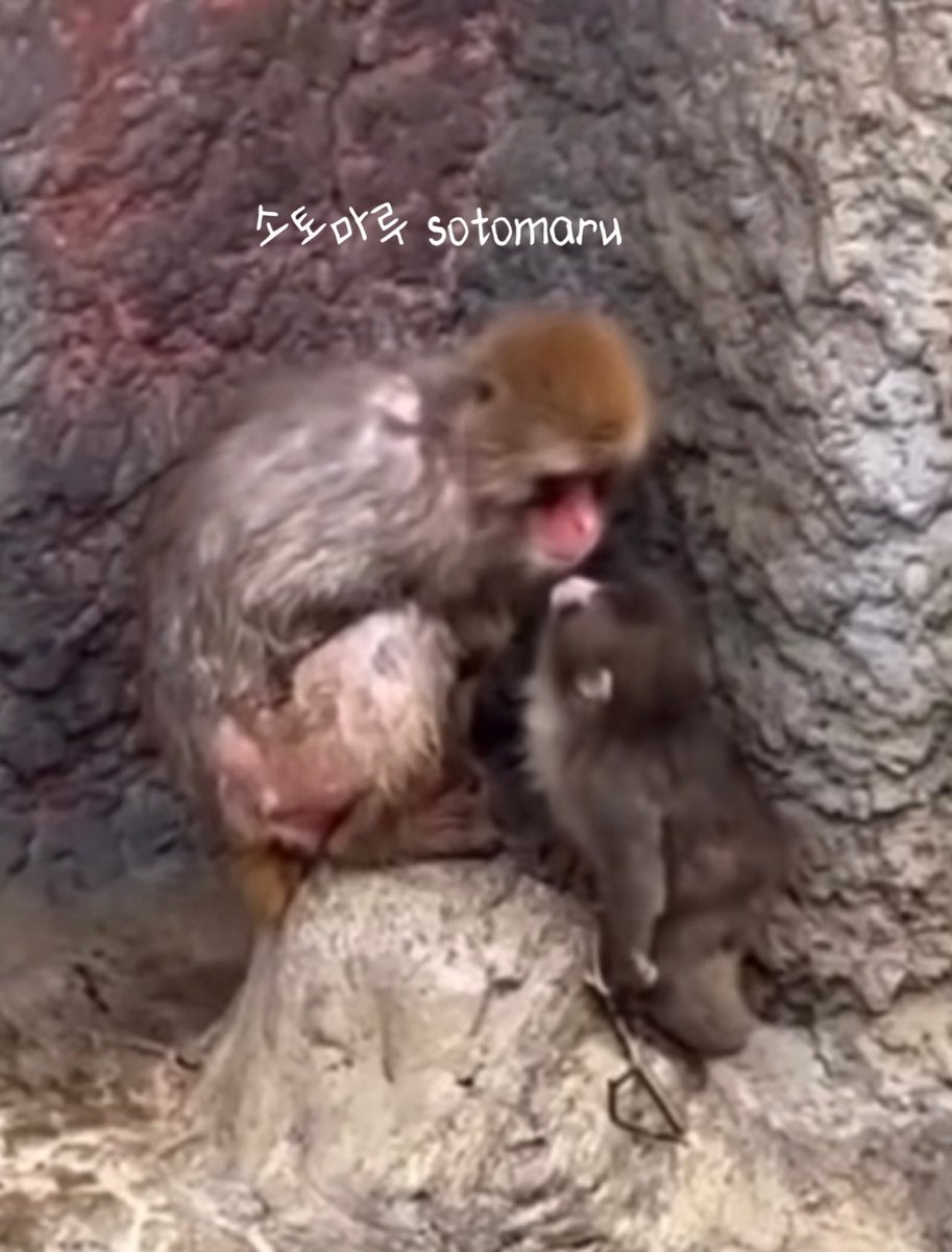 폭닥봉이☁️ tweet media