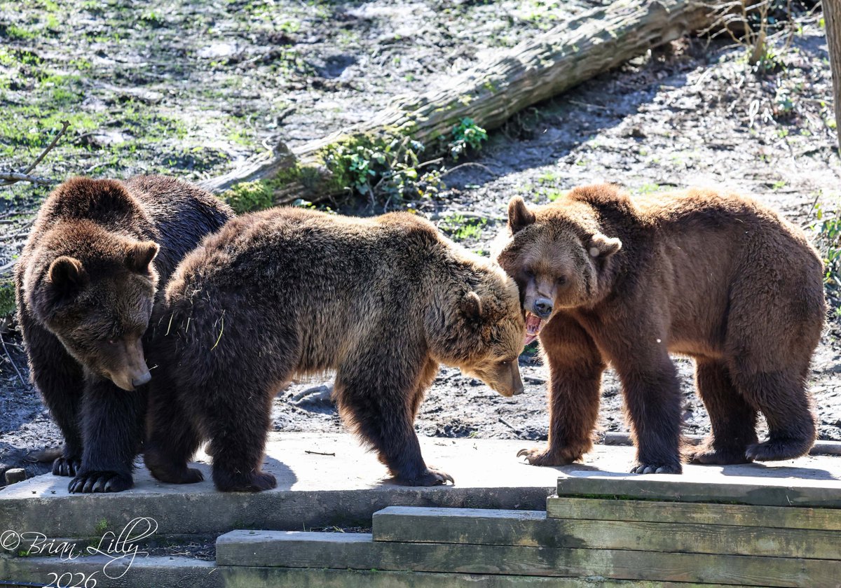 Brian Lilly tweet media