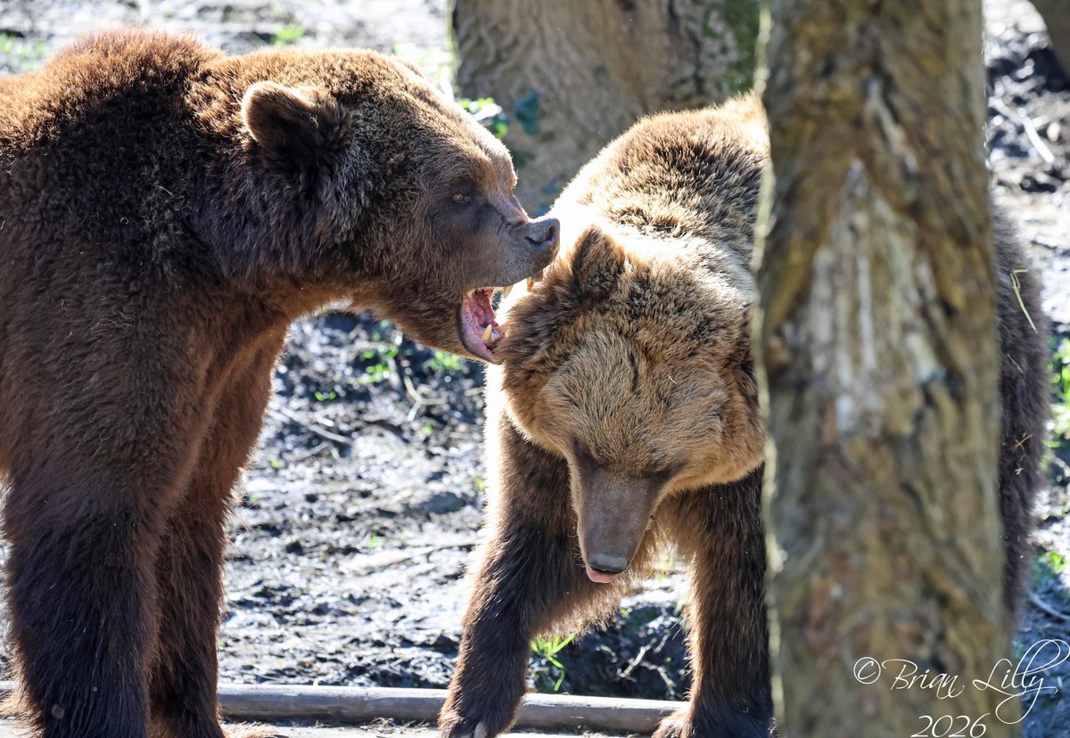 Brian Lilly tweet media