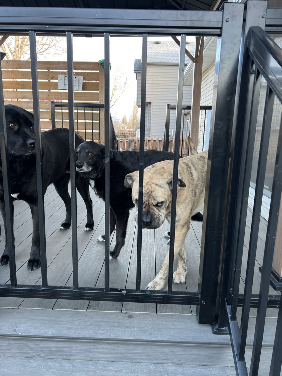 StonerDad 🇨🇦 tweet media