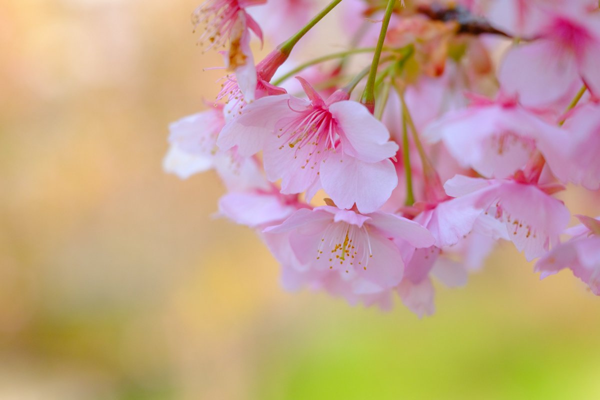 ららら♪📸🕊𓂃𓂂𓏸♡ tweet media