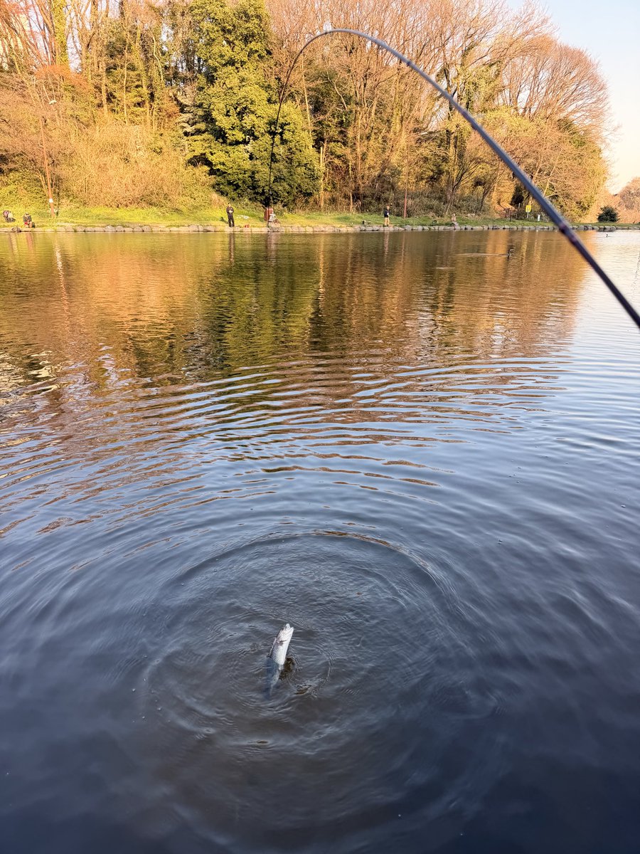 Tsuriken tweet media