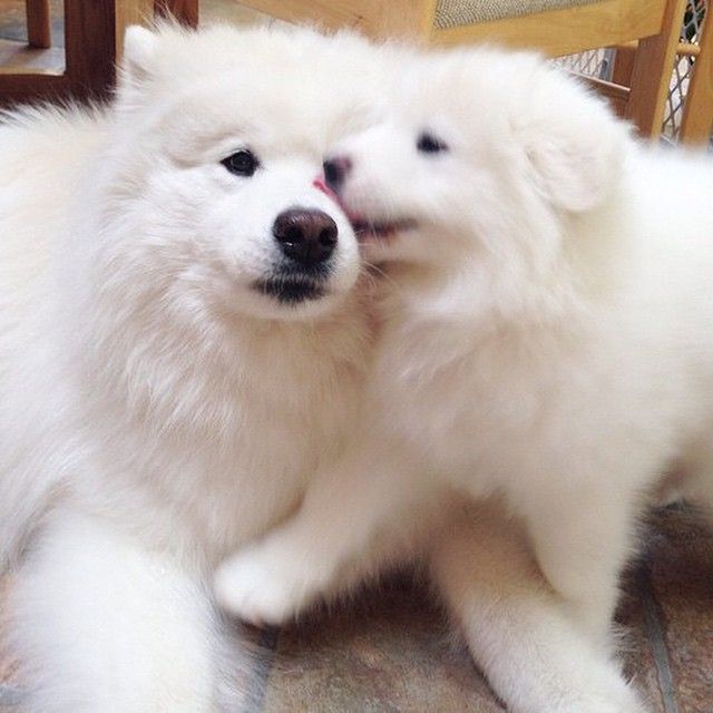 𝑴𝑼𝑭𝑭🦙🌱 ft.ShashaTH_FC tweet media