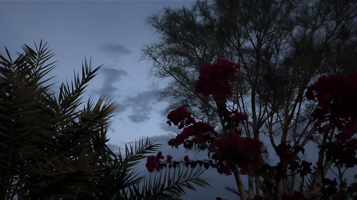 Seraphina tweet media