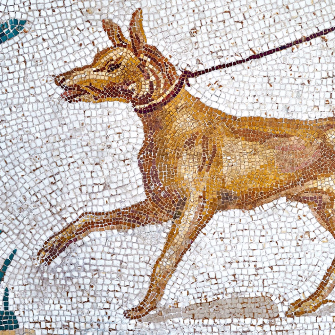 James Lucas tweet media