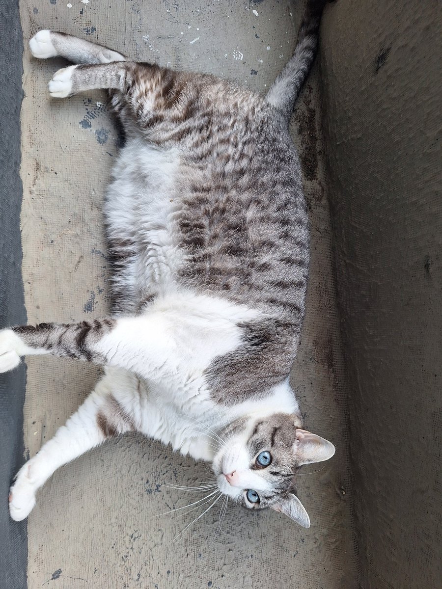 lady buço tweet media