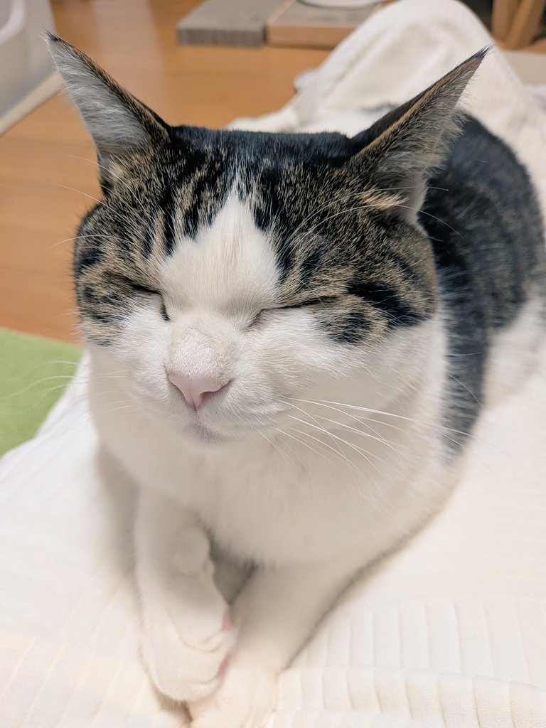 nekoneko tweet media