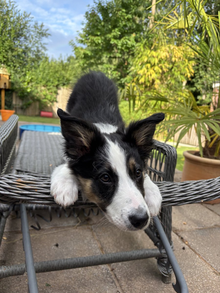 Puppy Bess and Auntie Kes tweet media