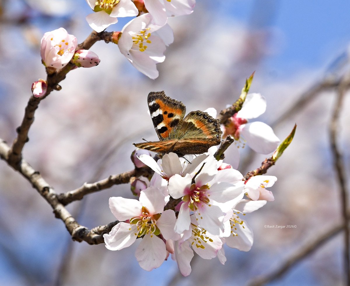 Basit Zargar (باسط) tweet media